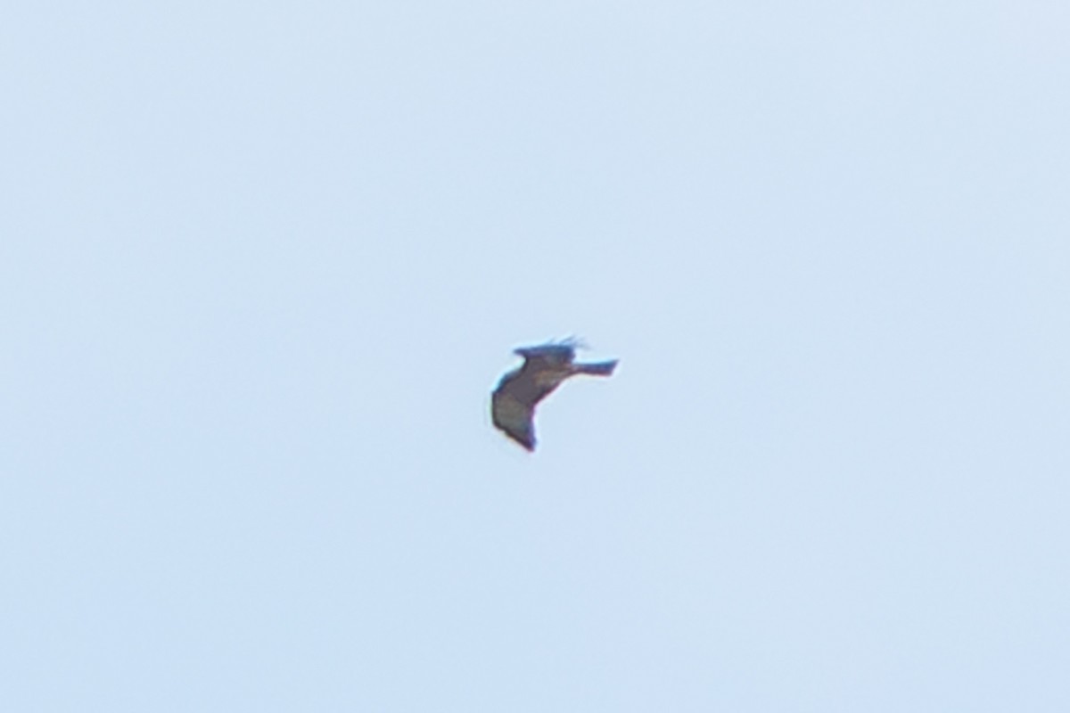 Square-tailed Kite - ML641544827