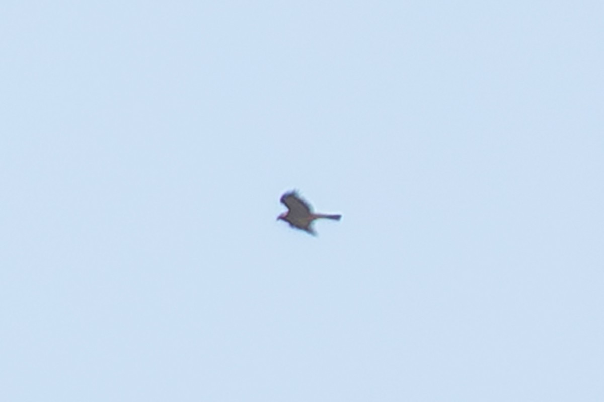 Square-tailed Kite - ML641544828