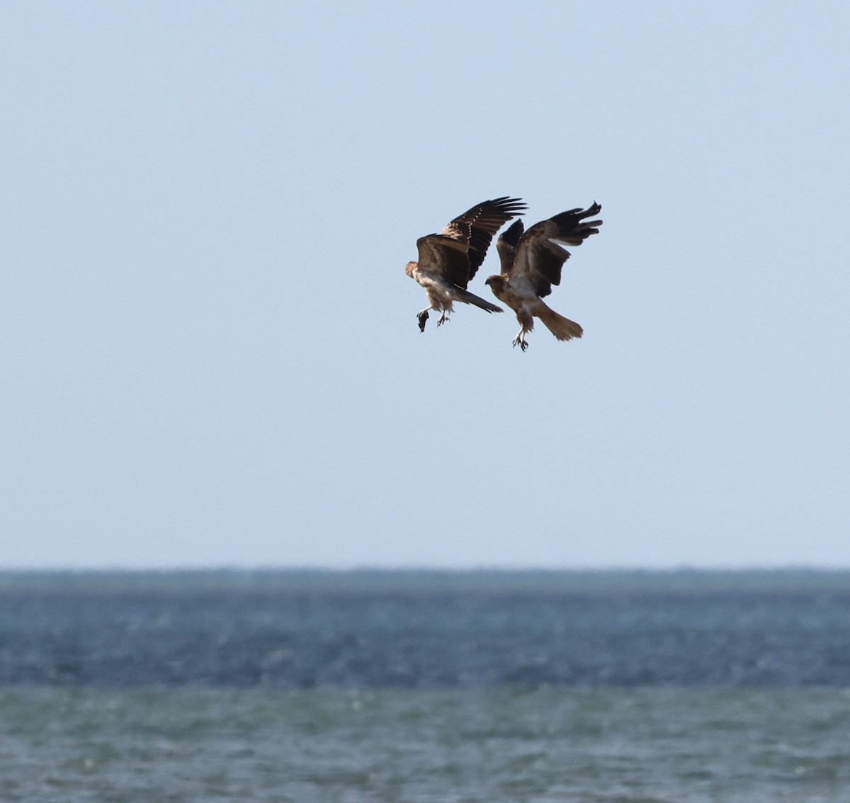 Whistling Kite - ML641544838