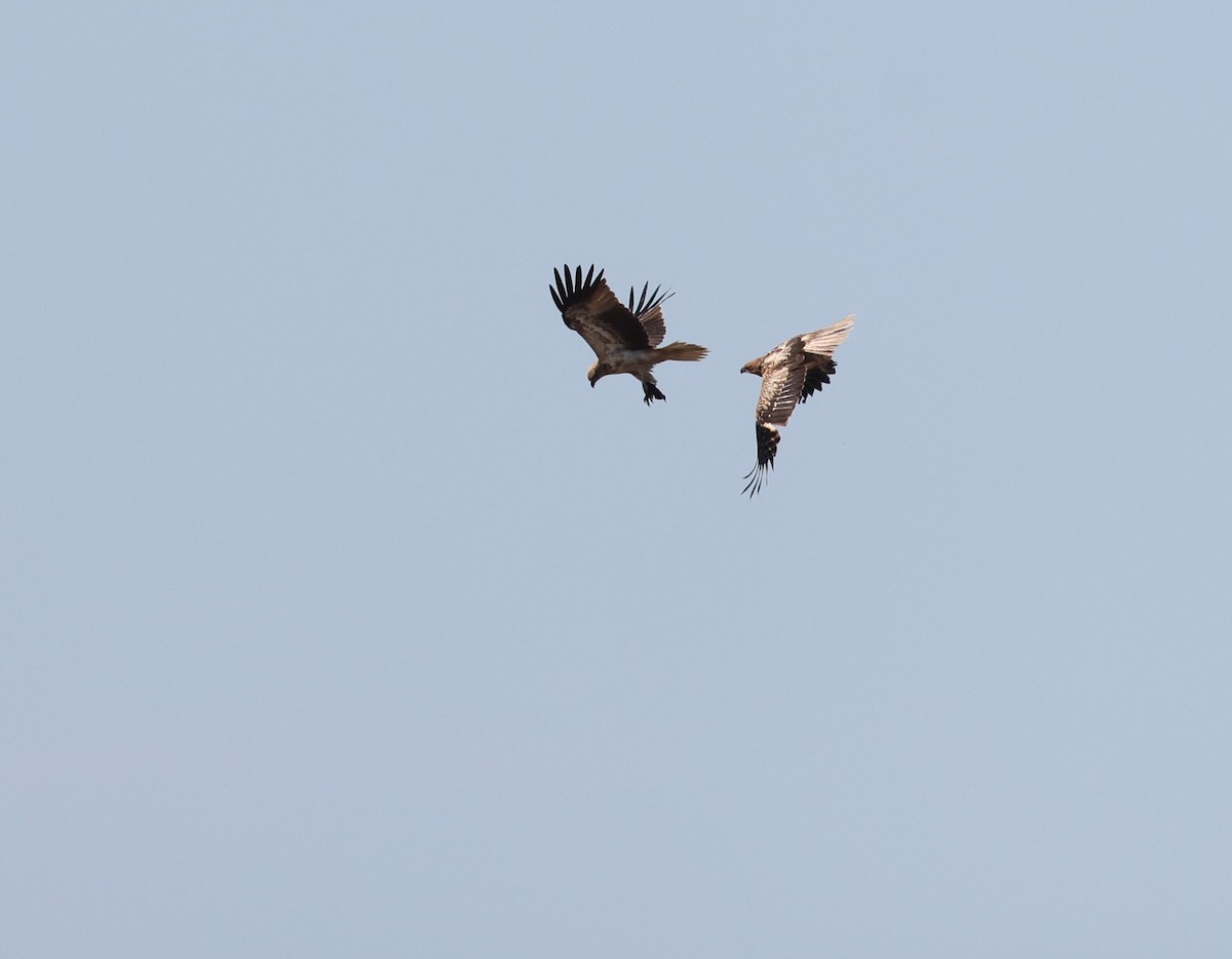 Whistling Kite - ML641544839