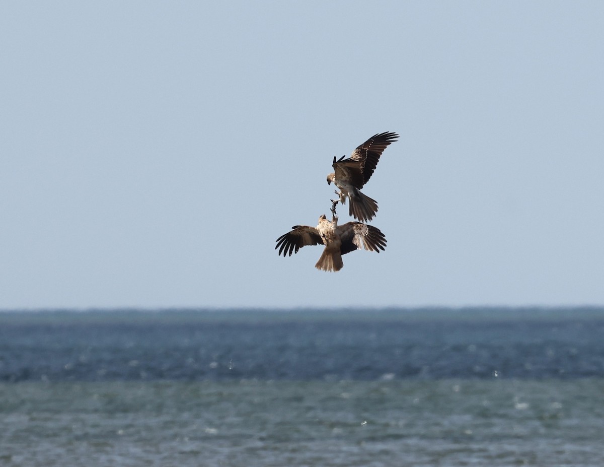 Whistling Kite - ML641544840