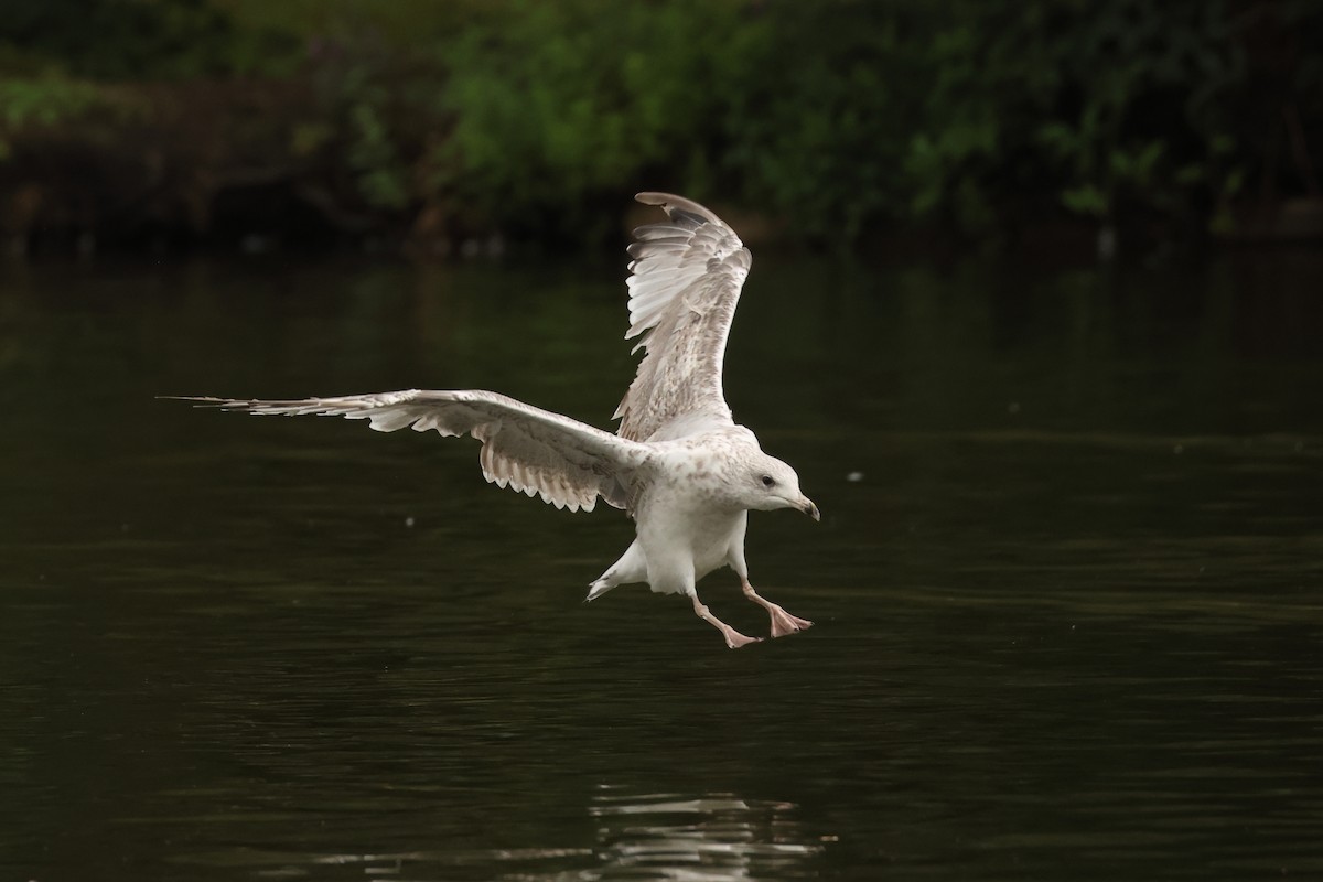 European Herring Gull - ML641544850
