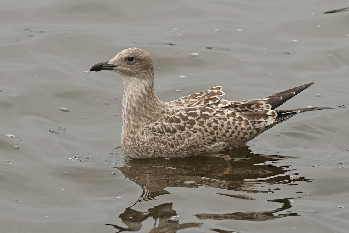 European Herring Gull - ML641544853