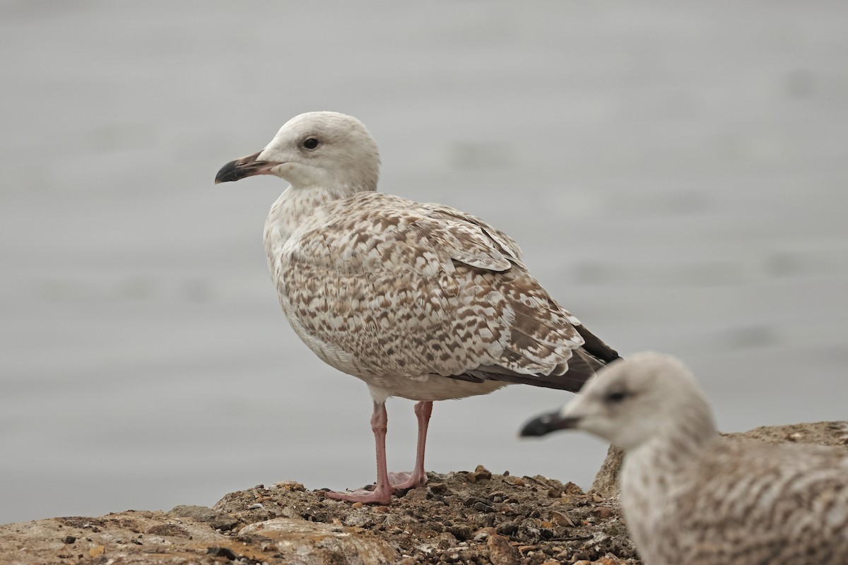 European Herring Gull - ML641544856