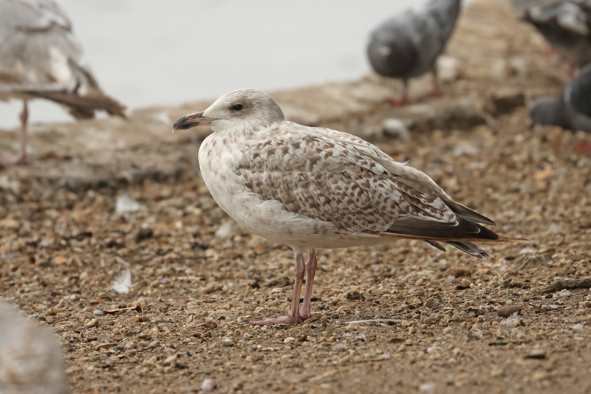 European Herring Gull - ML641544857