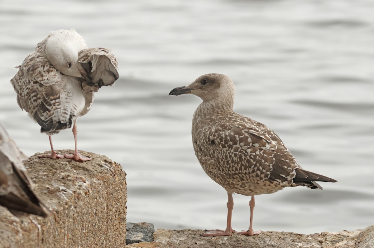 European Herring Gull - ML641544861