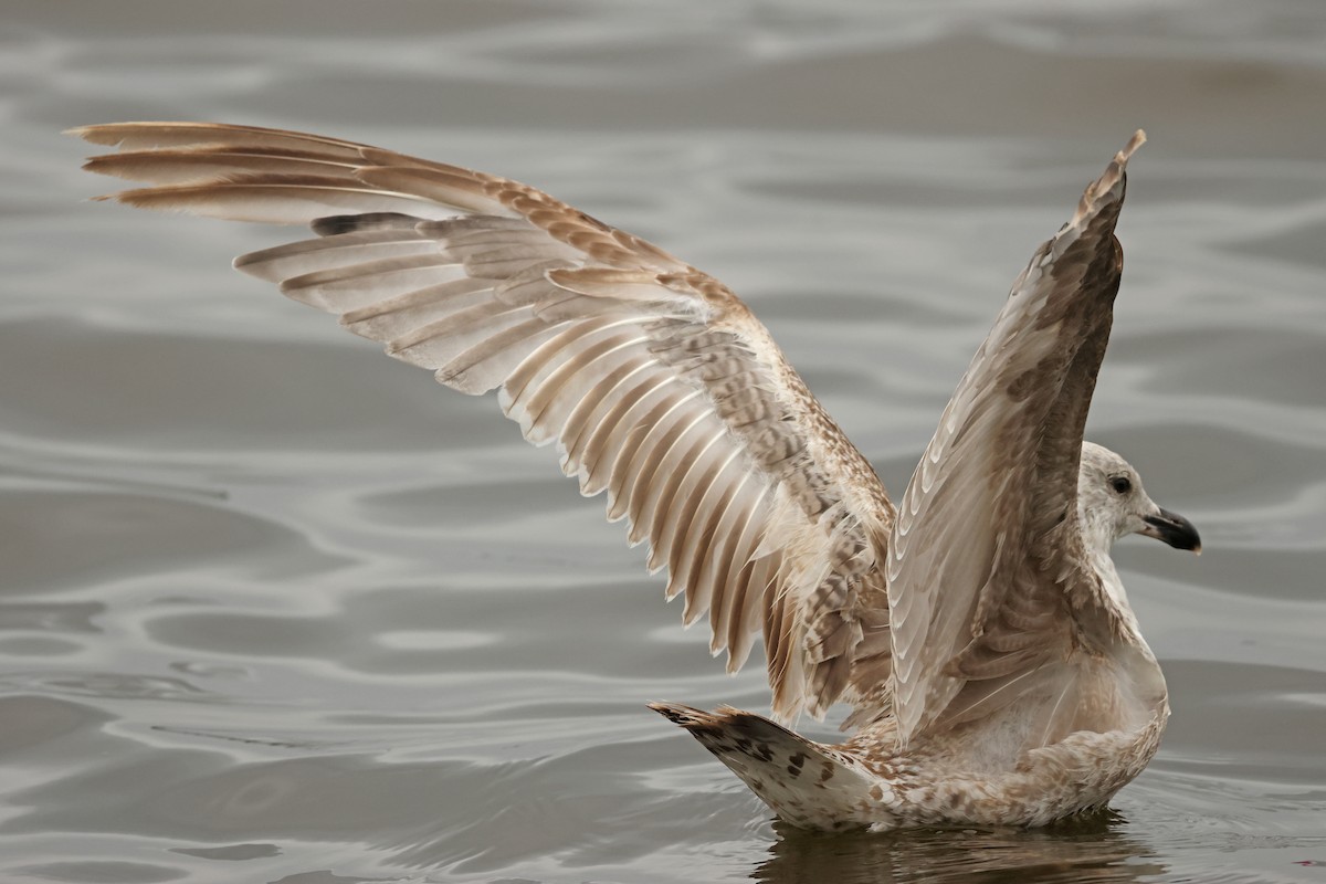 European Herring Gull - ML641544862