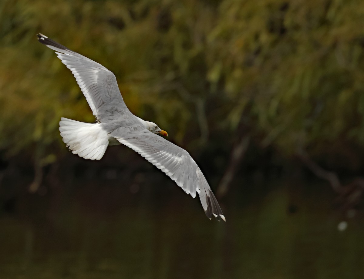 European Herring Gull - ML641544864