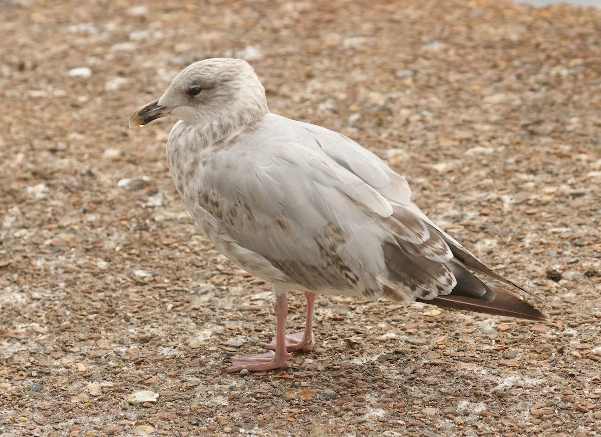 European Herring Gull - ML641544865