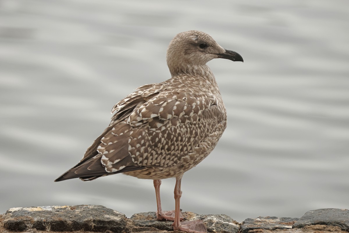 European Herring Gull - ML641544866