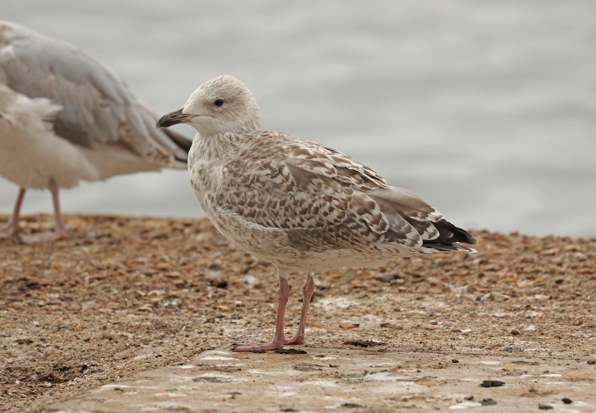 European Herring Gull - ML641544867