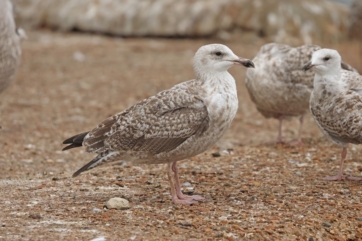 European Herring Gull - ML641544868