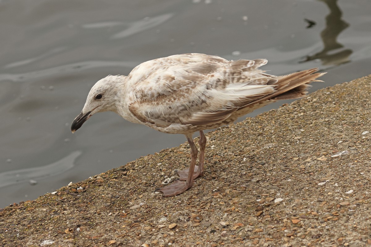 European Herring Gull - ML641544869