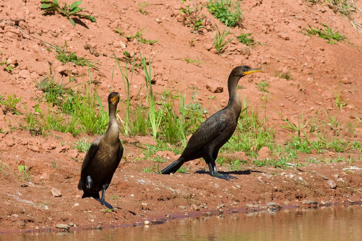 Double-crested Cormorant - ML641544881