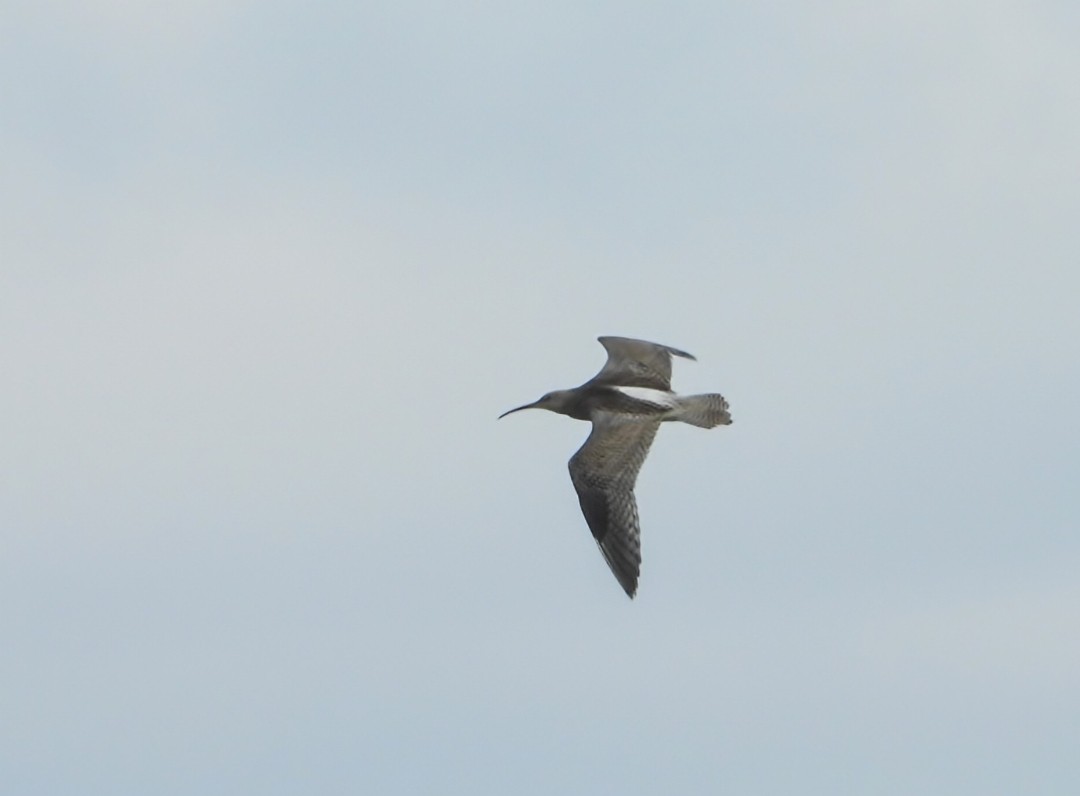 Eurasian Curlew - ML641544883