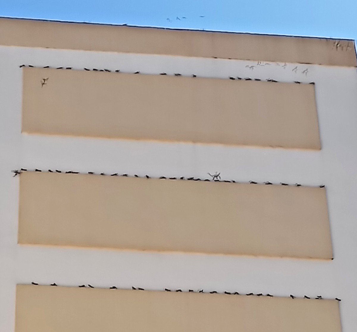 Western House-Martin - ML641544884