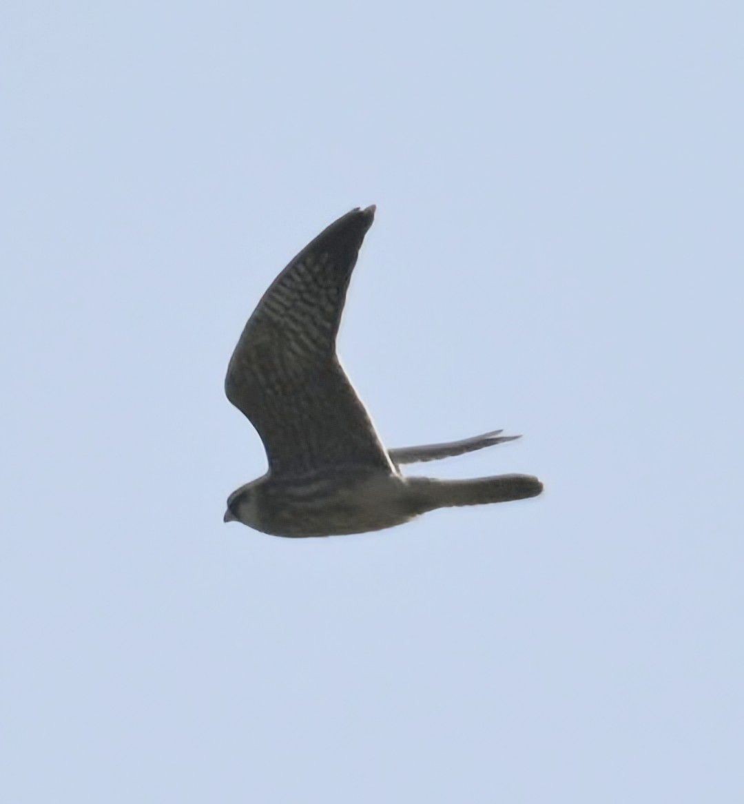 Red-footed Falcon - ML641544885