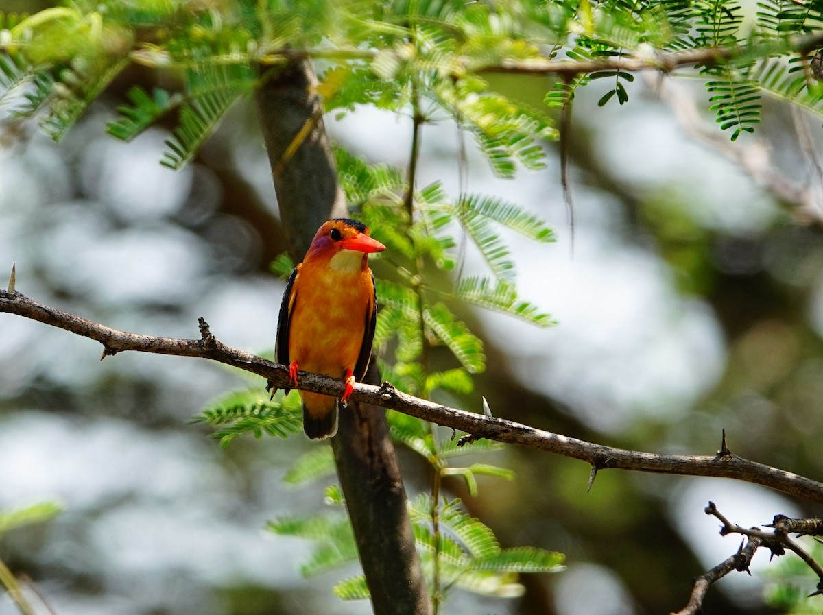 African Pygmy Kingfisher - ML641544887