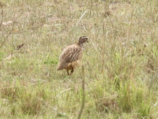 Crested Francolin - ML641544888