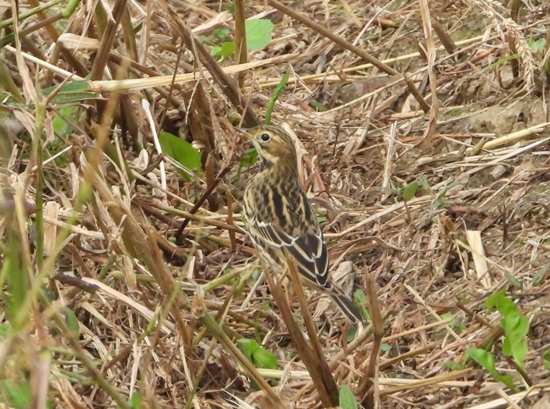Red-throated Pipit - ML641544890