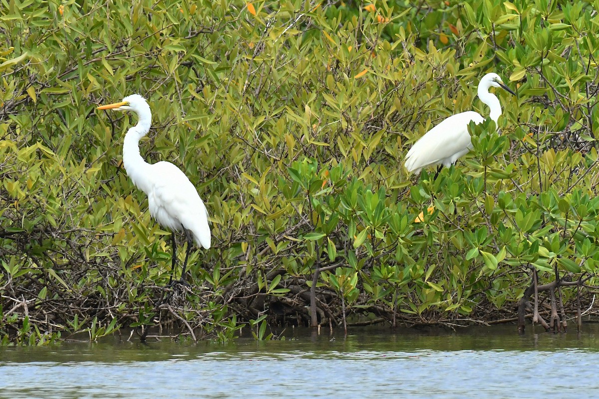 Great Egret - ML641544895