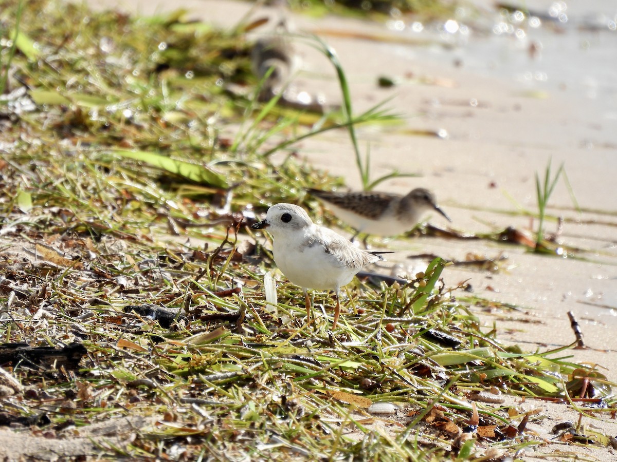 Piping Plover - ML641544909