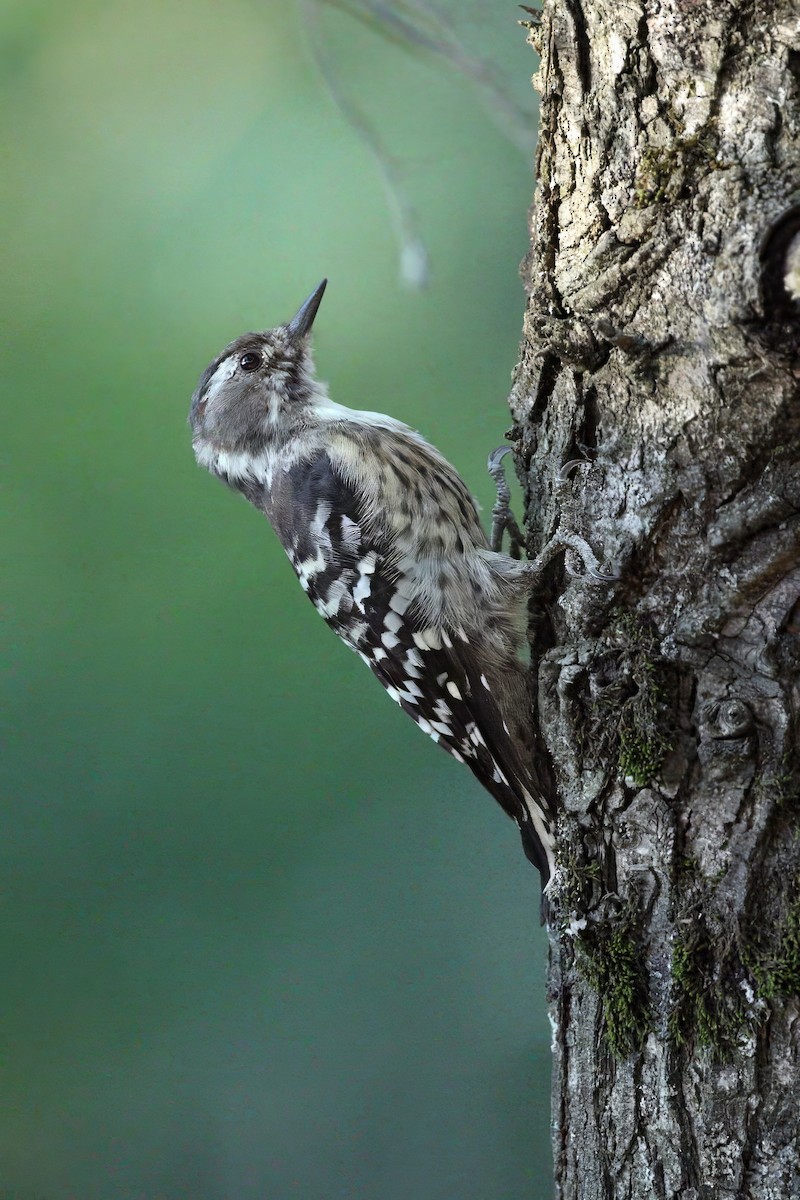 Japanese Pygmy Woodpecker - ML641544911