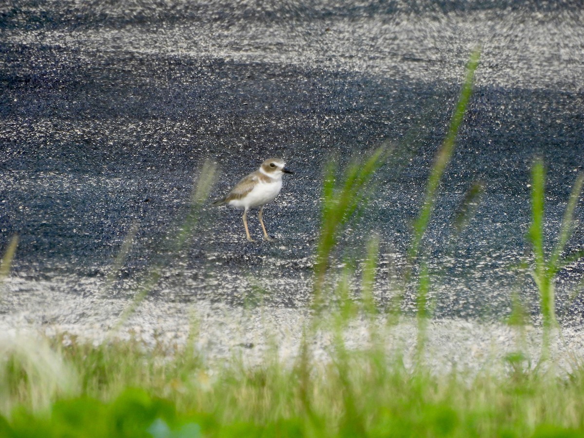 Wilson's Plover - ML641544915