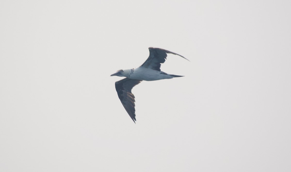 Northern Gannet - ML641544916