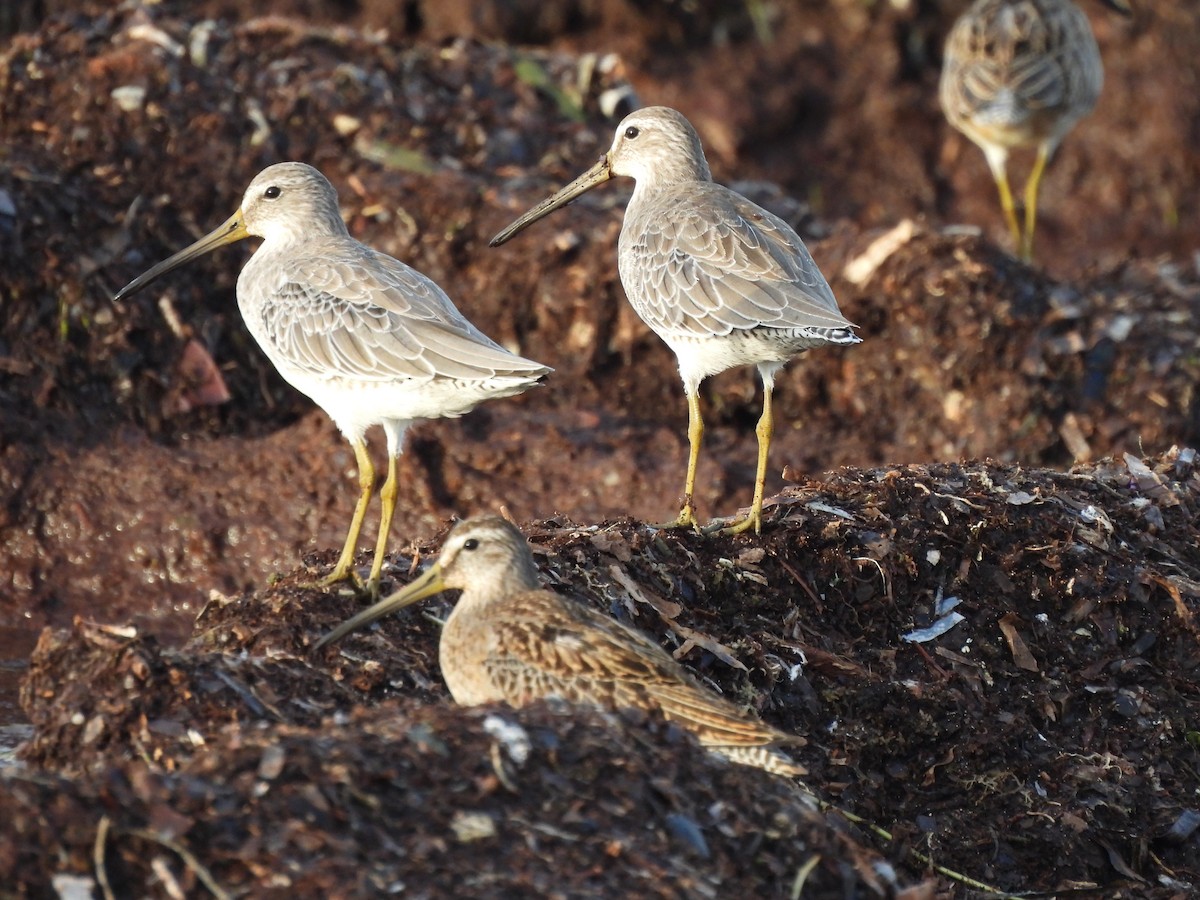 Short-billed Dowitcher - ML641544920