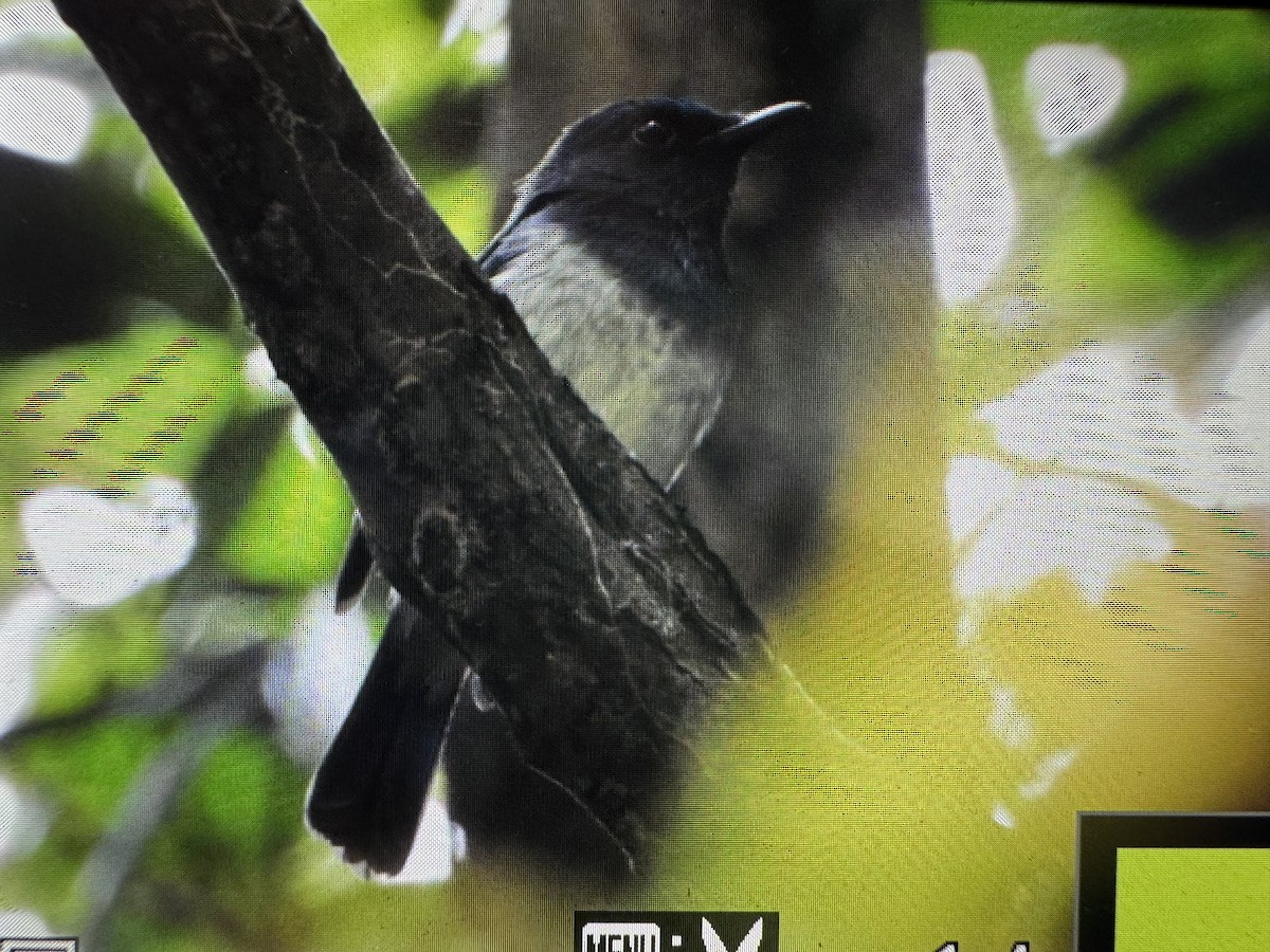 Hainan Blue Flycatcher - ML641544930