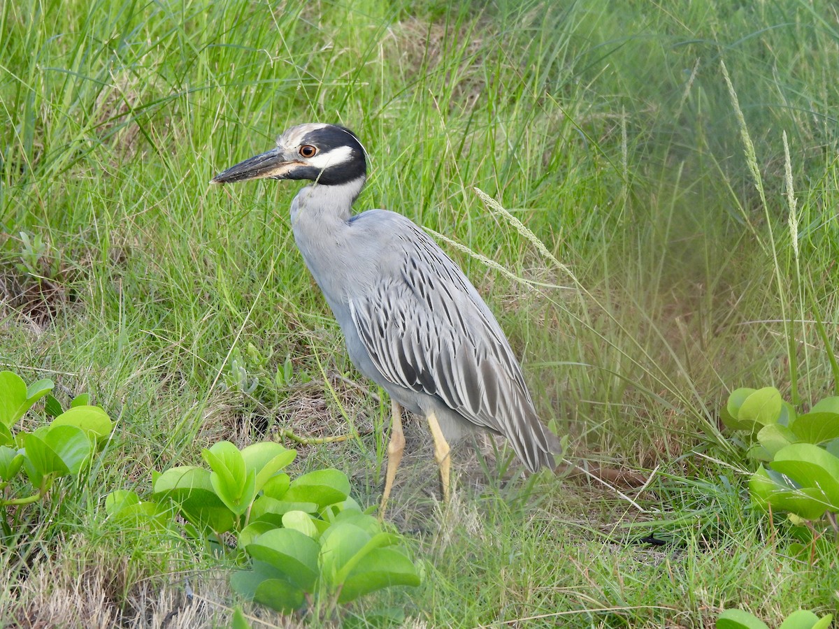 Yellow-crowned Night Heron - ML641544934