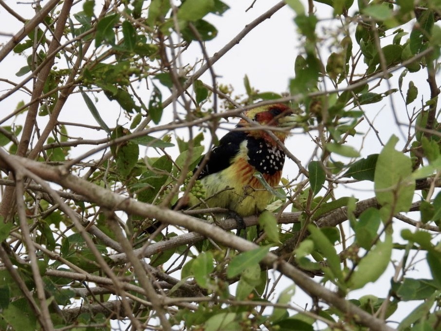 Crested Barbet - ML641544948