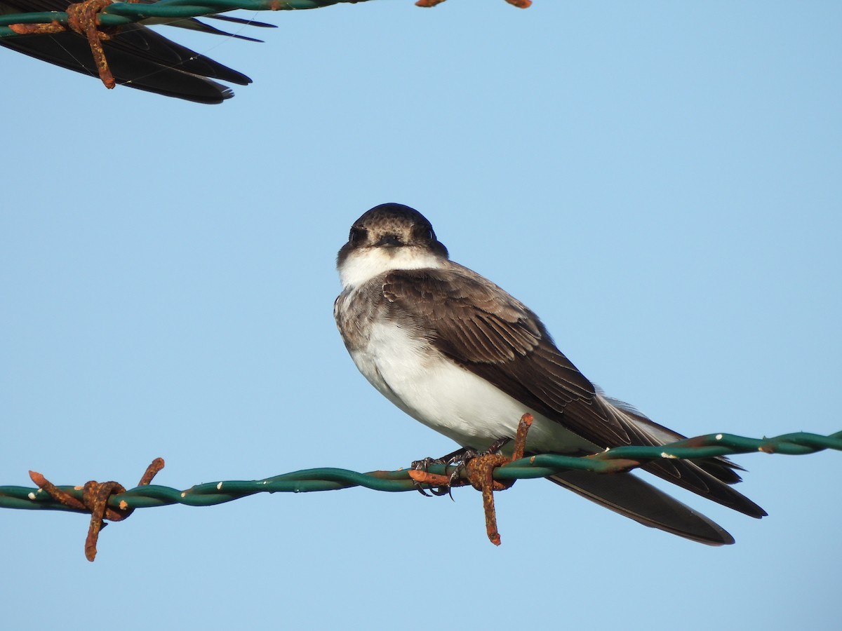 Bank Swallow - ML641544959