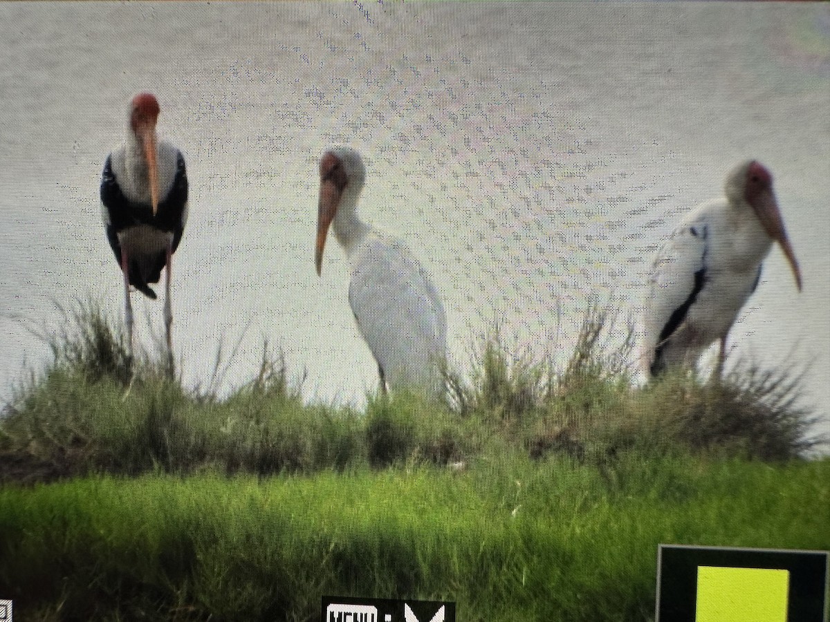 malaystork - ML641544960