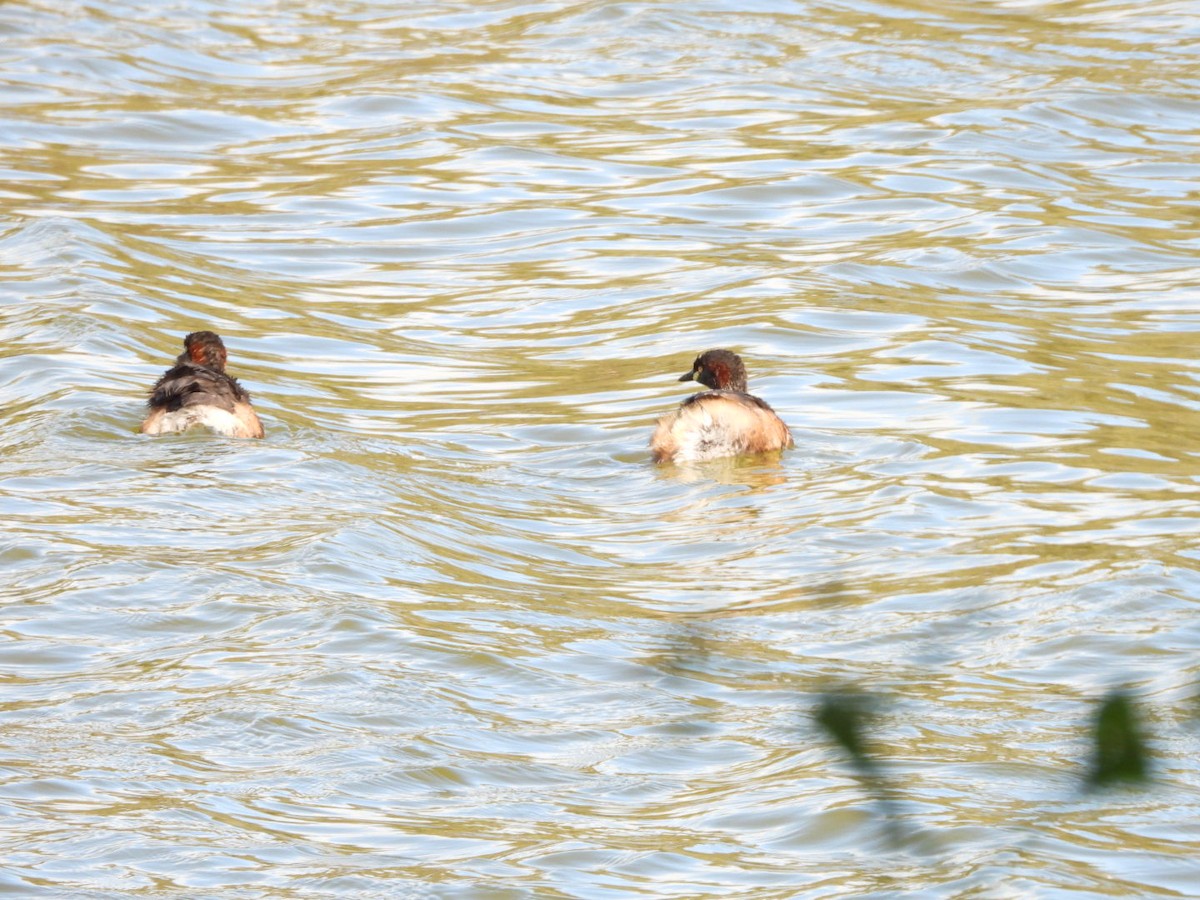 Australasian Grebe - ML641544986