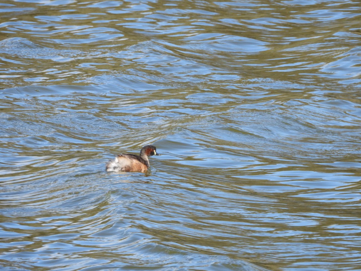Australasian Grebe - ML641544987