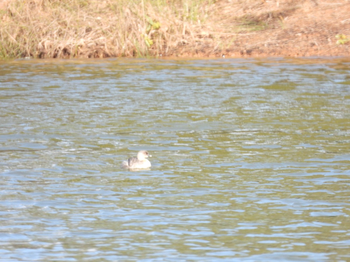 Hoary-headed Grebe - ML641545009