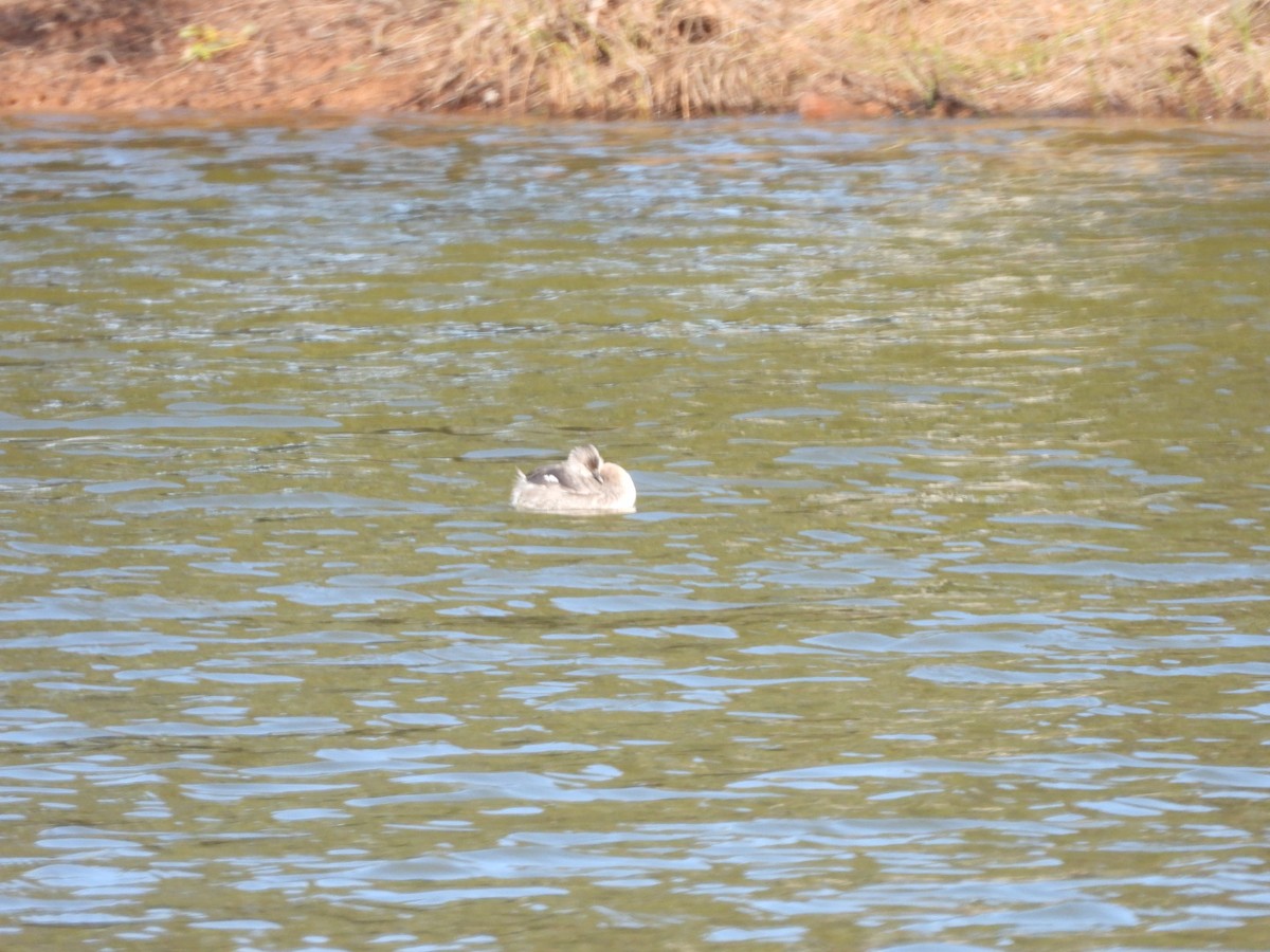Hoary-headed Grebe - ML641545010