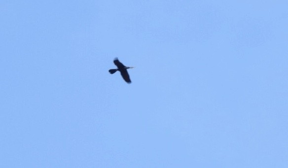 Australasian Darter - ML641545037