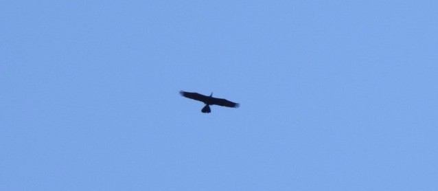 Australasian Darter - ML641545038