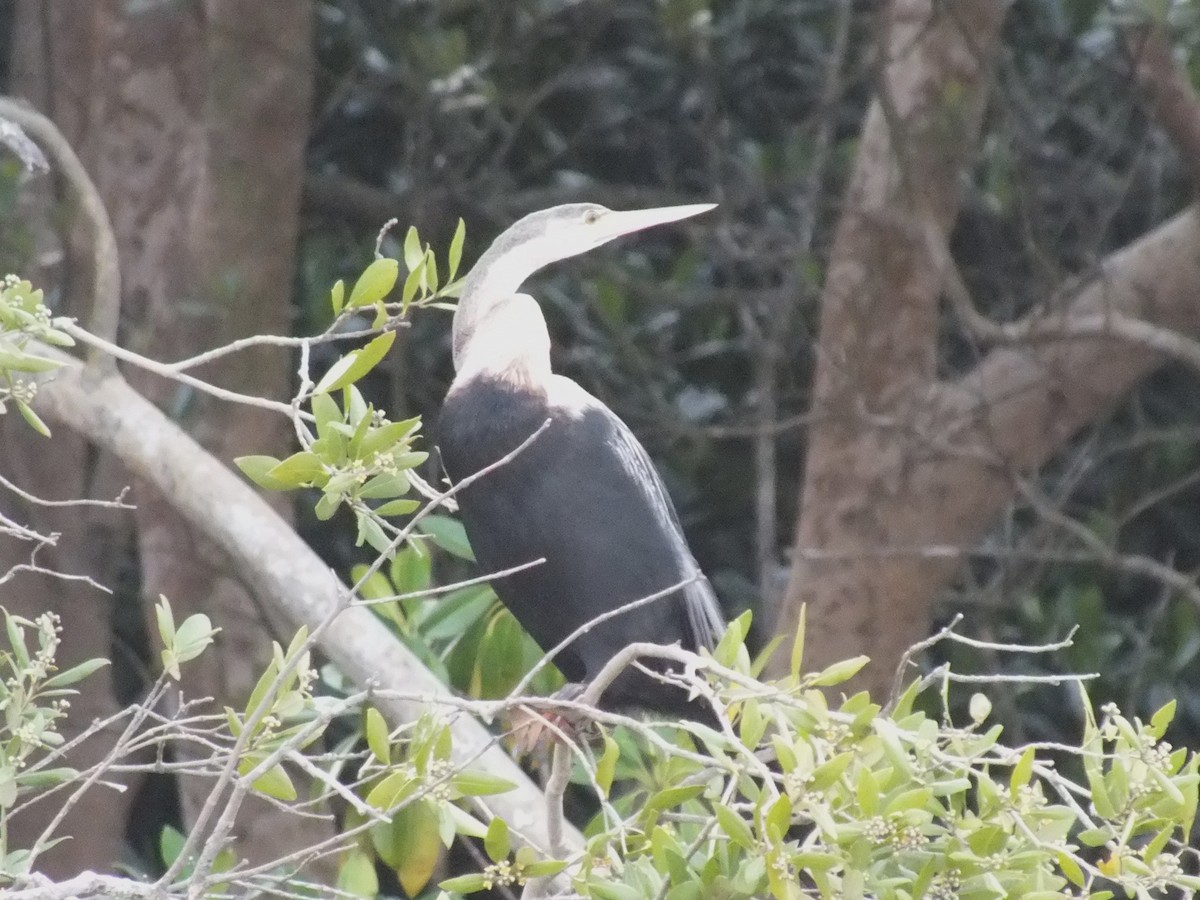 African Darter - ML641545048