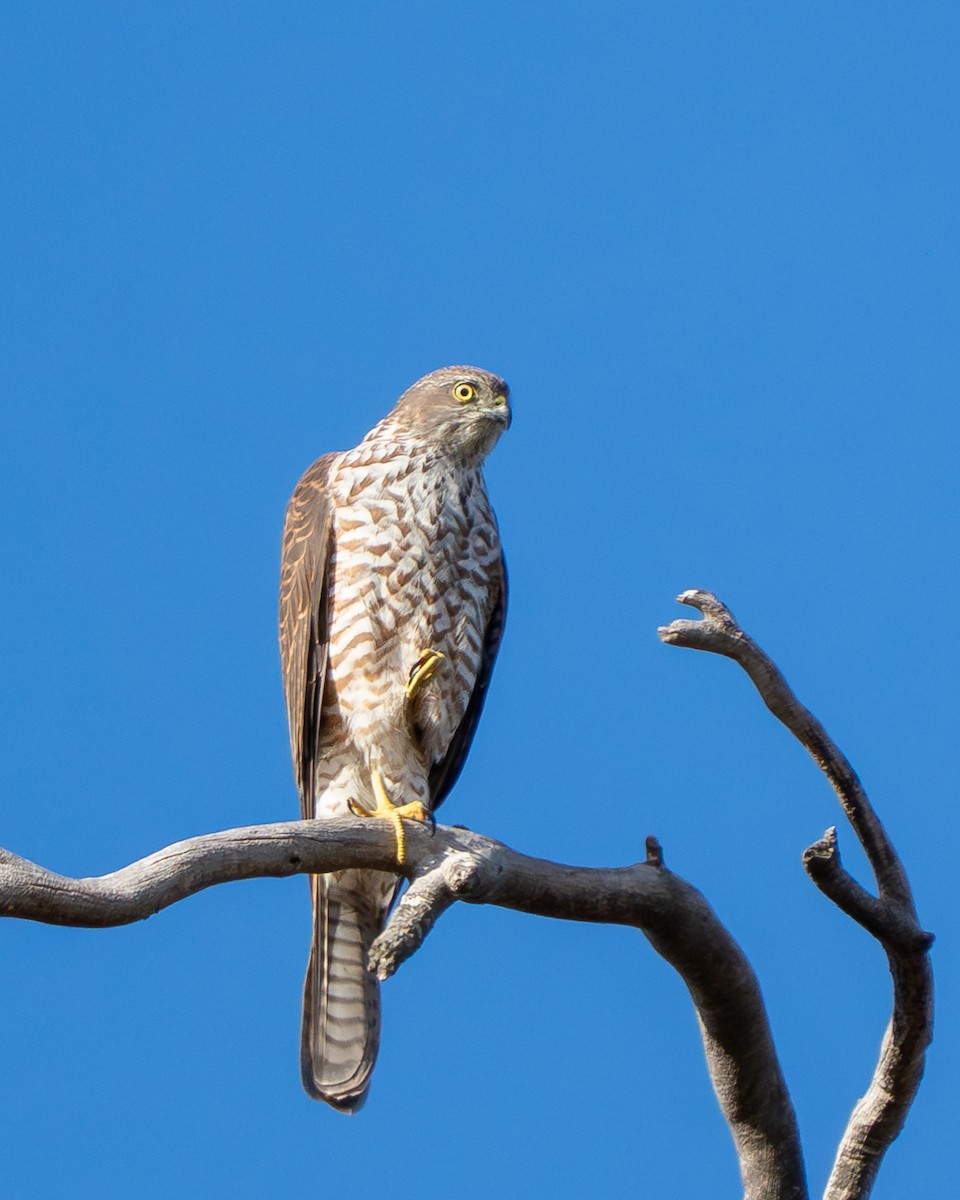 Collared Sparrowhawk - ML641545088
