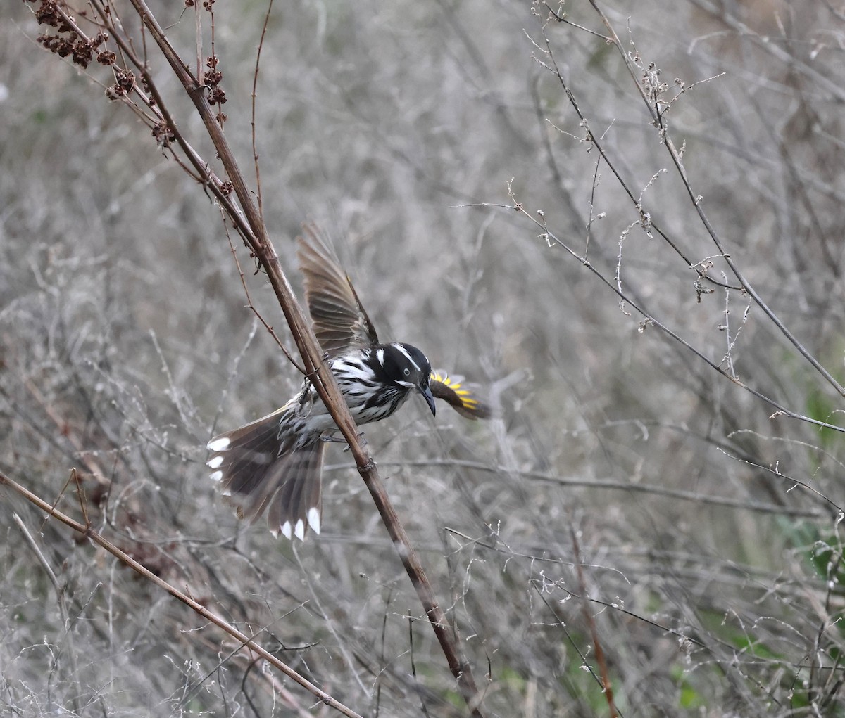 New Holland Honeyeater - ML641545090