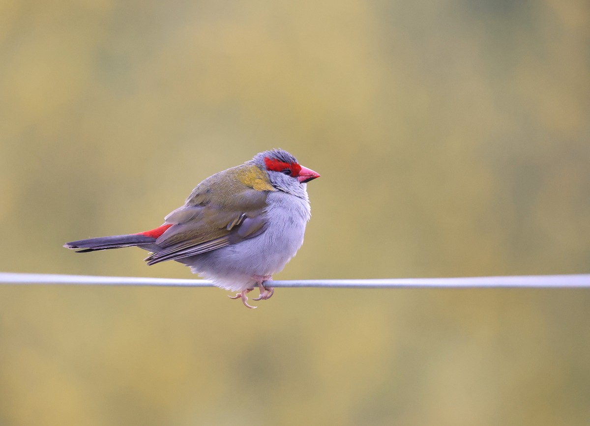 Red-browed Firetail - ML641545094