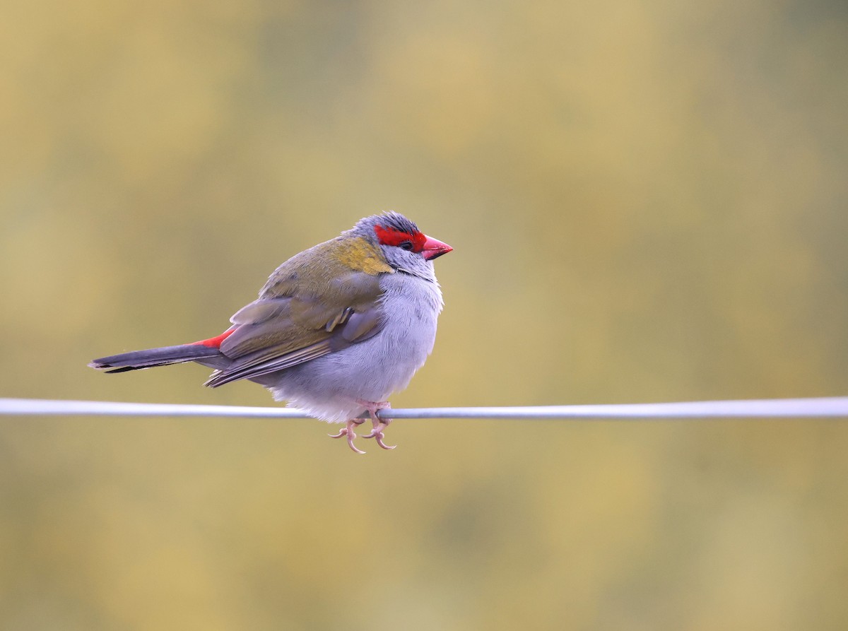 Red-browed Firetail - ML641545095