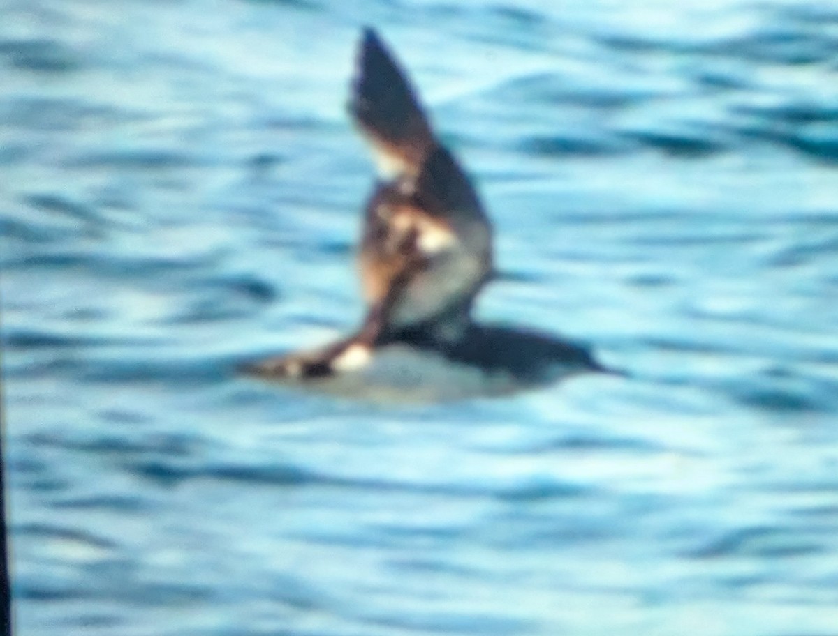 Fluttering Shearwater - ML641545110