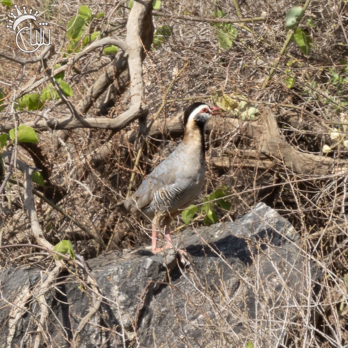 Arabian Partridge - ML641545127