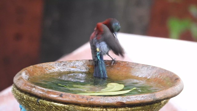 Vigors's Sunbird - ML641545153