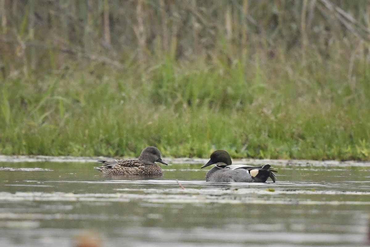 Falcated Duck - ML641545155